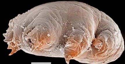 Tardigrade