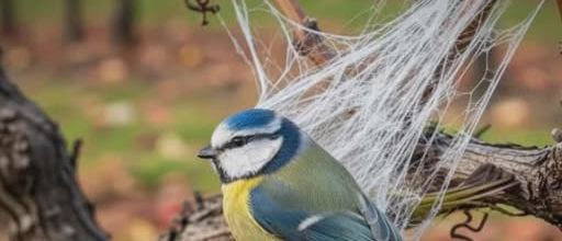Halloween sans nuire à la faune 