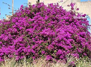 Grèce..Rhodes (4) Faliraki et Lindos