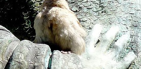 Un oiseau ...