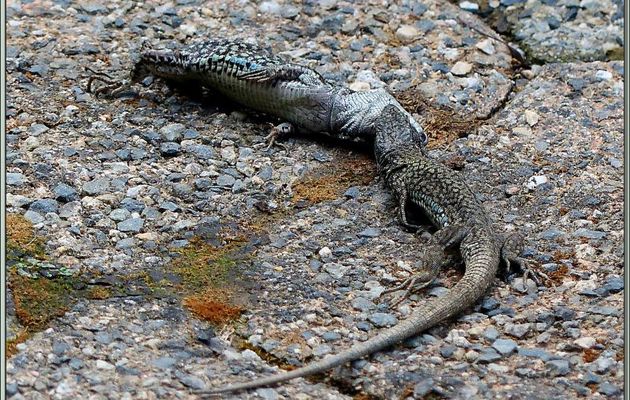 Combat de chefs entre lézards des murailles - Lartigau - Milhas - 31