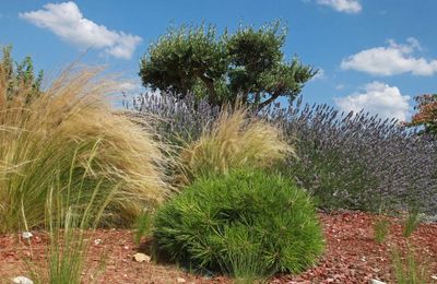 Massif Méditerranéen : des Plantes Résistantes pour un Jardin Sec