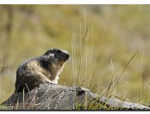 Marmottes - Marmota marmota