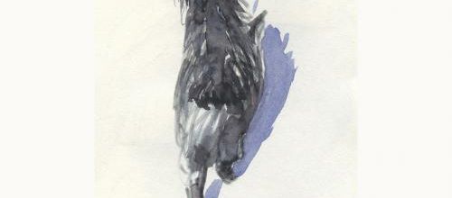 C'est un petit chat noir