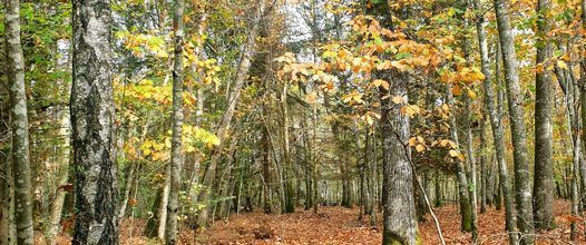 L’Automne de François Fabié