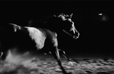 CHEVAL - GIF ANIME