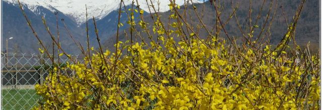 VIVE  LE  PRINTEMPS 2023