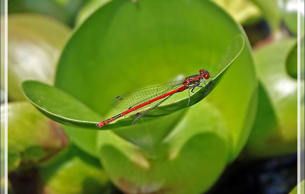 Deux odonates : demoiselle rouge Petite Nymphe au corps de feu (Pyrrhosoma nymphula) et demoiselle bleue Agrion jouvencelle (Coenagrion puella) - Lartigau - Milhas - 31