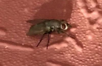QUEL EST CET INSECTE ? (SUITE ET REPONSE)