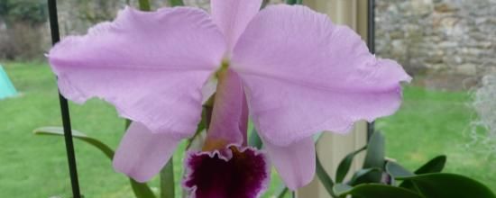 Floraison de ma Cattleya