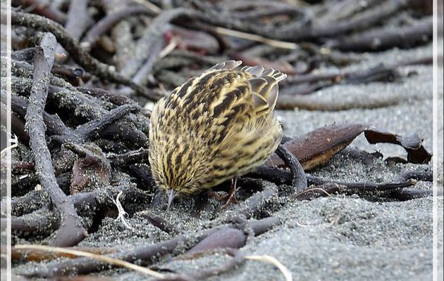 Pipit antarctique ou de Géorgie du Sud (endémique), South Georgia Pipit (Anthus antarcticus) - Whistle Cove - Fortuna Bay - Géorgie du Sud