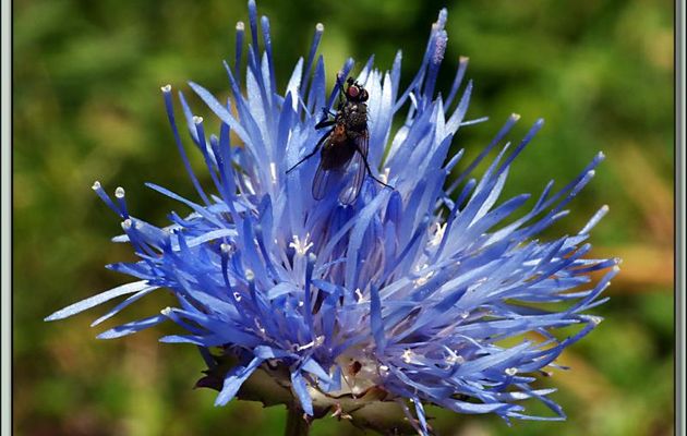 Mouche sur fleur de Jasione des montagnes (Jasione montana) - Plateau de Beille - Les Cabannes - 09