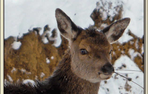 Faune des Pyrénées (Images de mon ancien blog, année 2010)