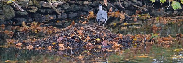 Parc du Château de Rambouillet : Un pêcheur solitaire, le Héron Cendré