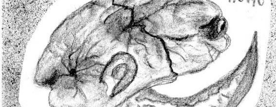 De l'âme et du corps