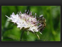 Apis mellifera femelle (abeille domestique)...