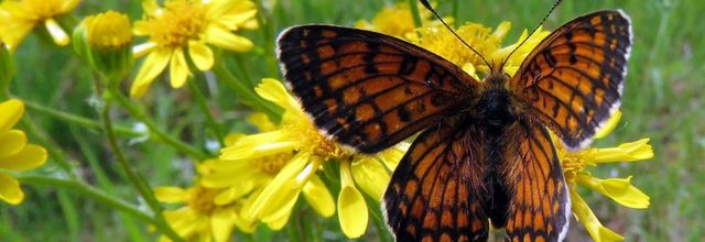 un papillon sur les fleurs 
