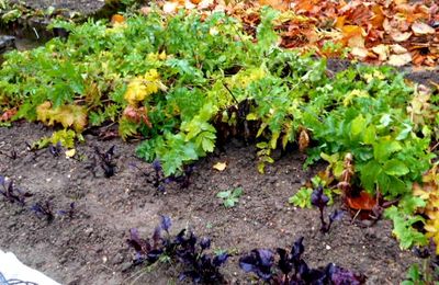 Ce bon légume ancien du moyen âge.....le Pastnaca sativa
