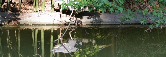 La photo du weekend : Parc Montsouris : cache-cache