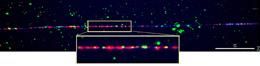 Project set to map marks on genome