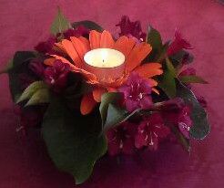 Gerbera