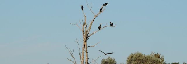 des cormorans au lac