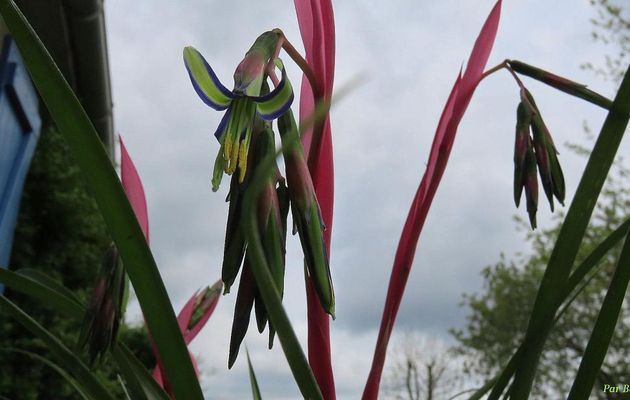 Nos fleurs du jardin - 6