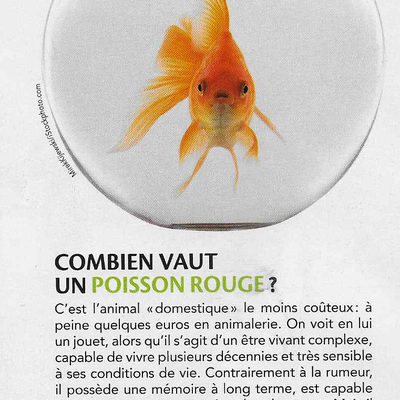 Hello le poisson rouge!