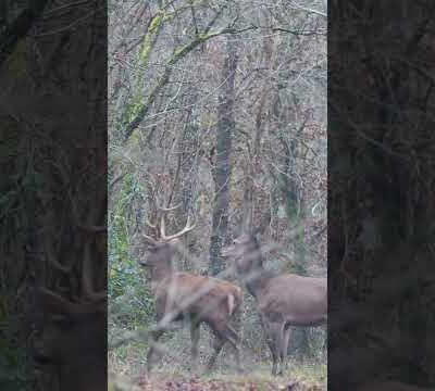 Harde de 3 cerfs et 4 biches ce soir en forêt de Fontainebleau...