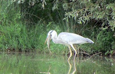 Le heron prudent (A & A et Cie n°112)
