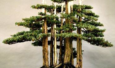 Les arbres-nains