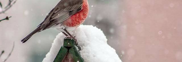 Nuit de neige