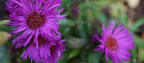 Aster 'Vibrant Dome'