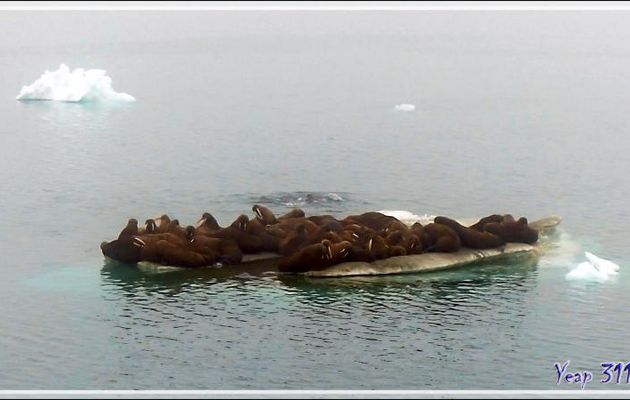 Une heure et demi après, rencontre avec une deuxième colonie de Morses, Walrus (Odobenus rosmarus) - Mer des Tchouktches - Alaska