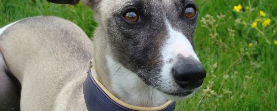 Cordo et son collier à l'effigie des Sélénides