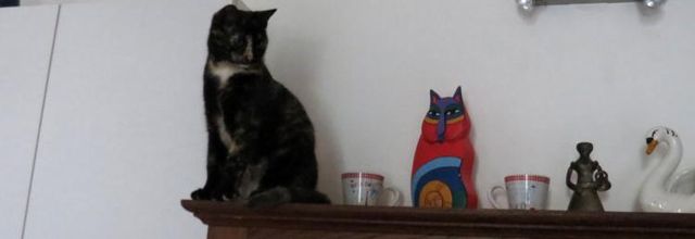 Dimanche c'est chat