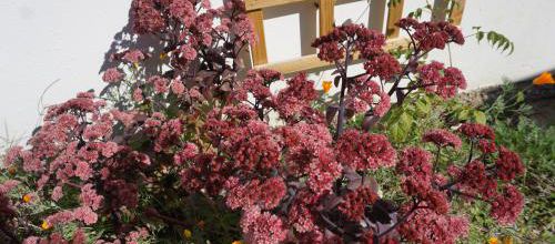 bouture de sedum