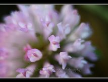 Fleurs de trèfle...