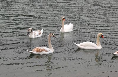 Les cygnes