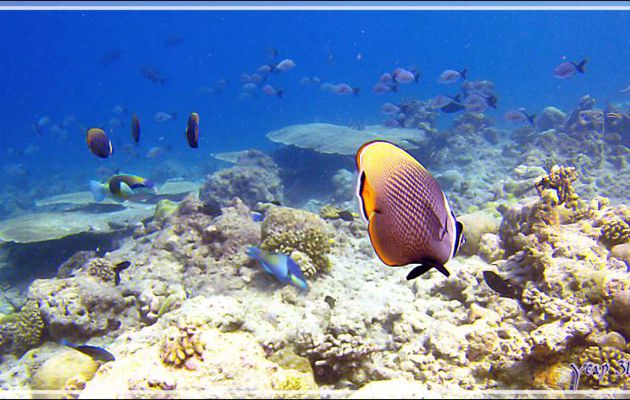 Un pakistanais en fuite :-))) Poisson-papillon pakistanais ou Poisson-papillon à collier blanc, Redtail butterflyfish (Chaetodon collare) - Moofushi Kandu - Atoll d'Ari - Maldives