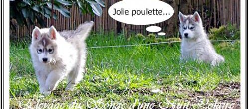 Amour, chasse et Husky (12 mars 2013)