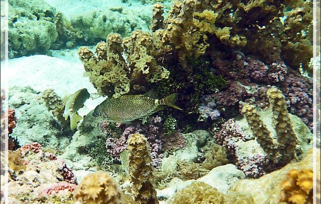 Poisson-lapin griffonné ou Poisson-lapin rayé, Little spinefoot (Siganus spinus) - Jardin de Corail - Motu Tautau - Taha'a - Polynésie française