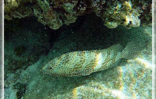 Mérou gâteau de cire ou Loche rayon de miel, Honeycomb grouper (Epinephelus merra) - Jardin de corail - Motu Tautau - Taha'a - Polynésie française