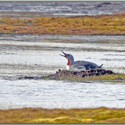 Petite balade dans la toundra très humide : quelques oiseaux et ... trois bélugas, 2 adultes blancs et un jeune gris, furtivement aperçus avant de revenir à bord - Boltodden - Spitzberg - Svalbard - Norvège