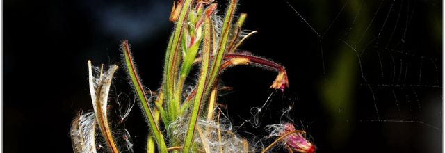 Epilobe Hirsute (1) - Epilobium hirsutum
