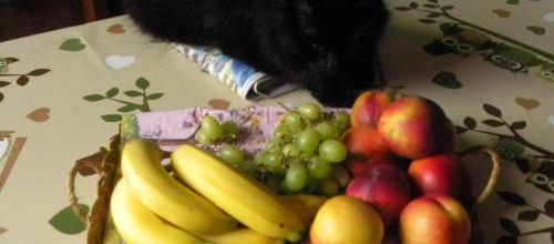 Poussy et les fruits
