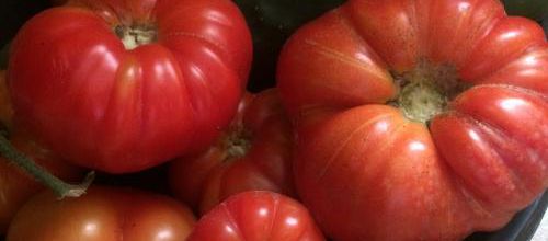 TOMATES FARCIES 2016 (MAISON)
