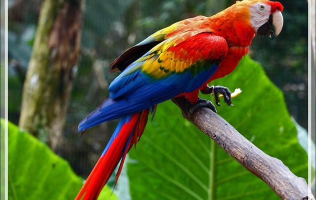 Ara rouge, Scarlet Macaw (Ara macao) - Parque das Aves - Foz do Iguaçu - Brésil