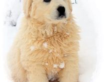 Meije et la neige