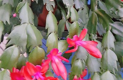 EB - Mon cactus de Noël fleurit déjà...
